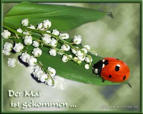 mai bild